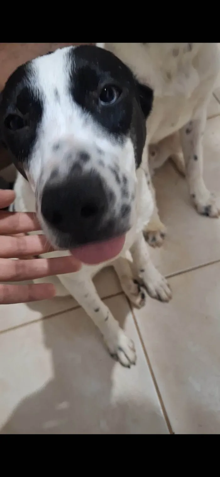 Cachorro ra a SRD-ViraLata idade 2 a 6 meses nome Farofa e Cuscuz