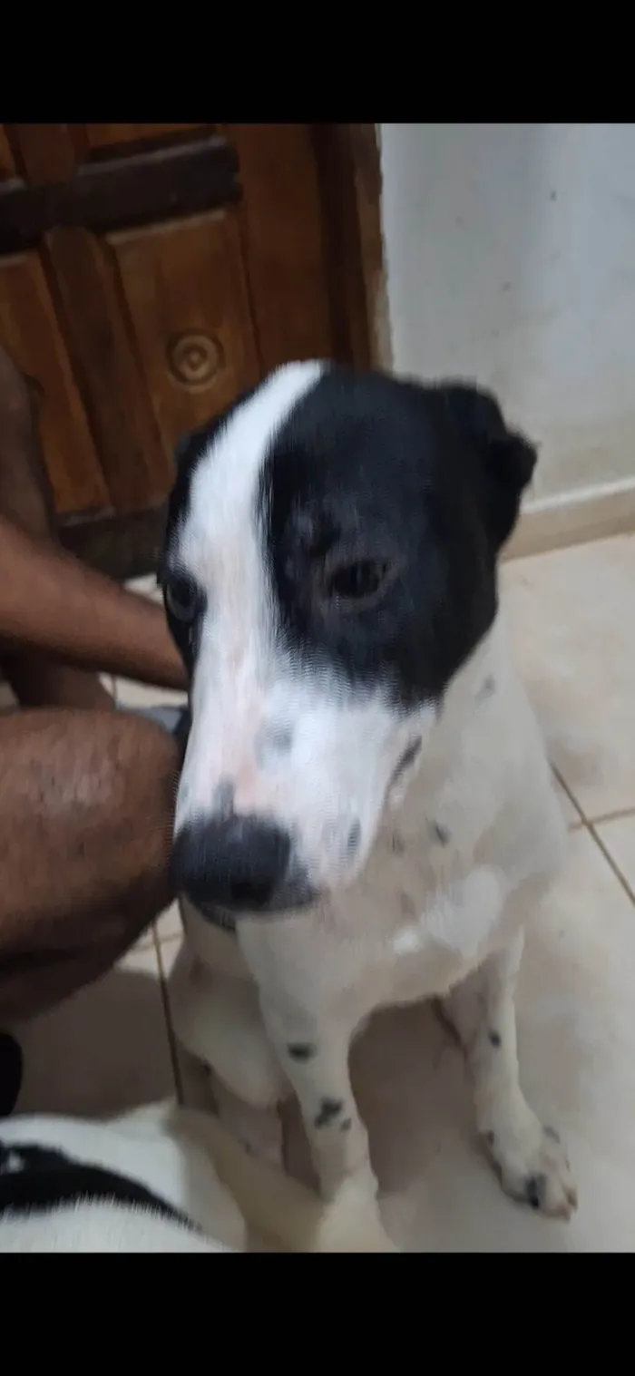 Cachorro ra a SRD-ViraLata idade 2 a 6 meses nome Farofa e Cuscuz