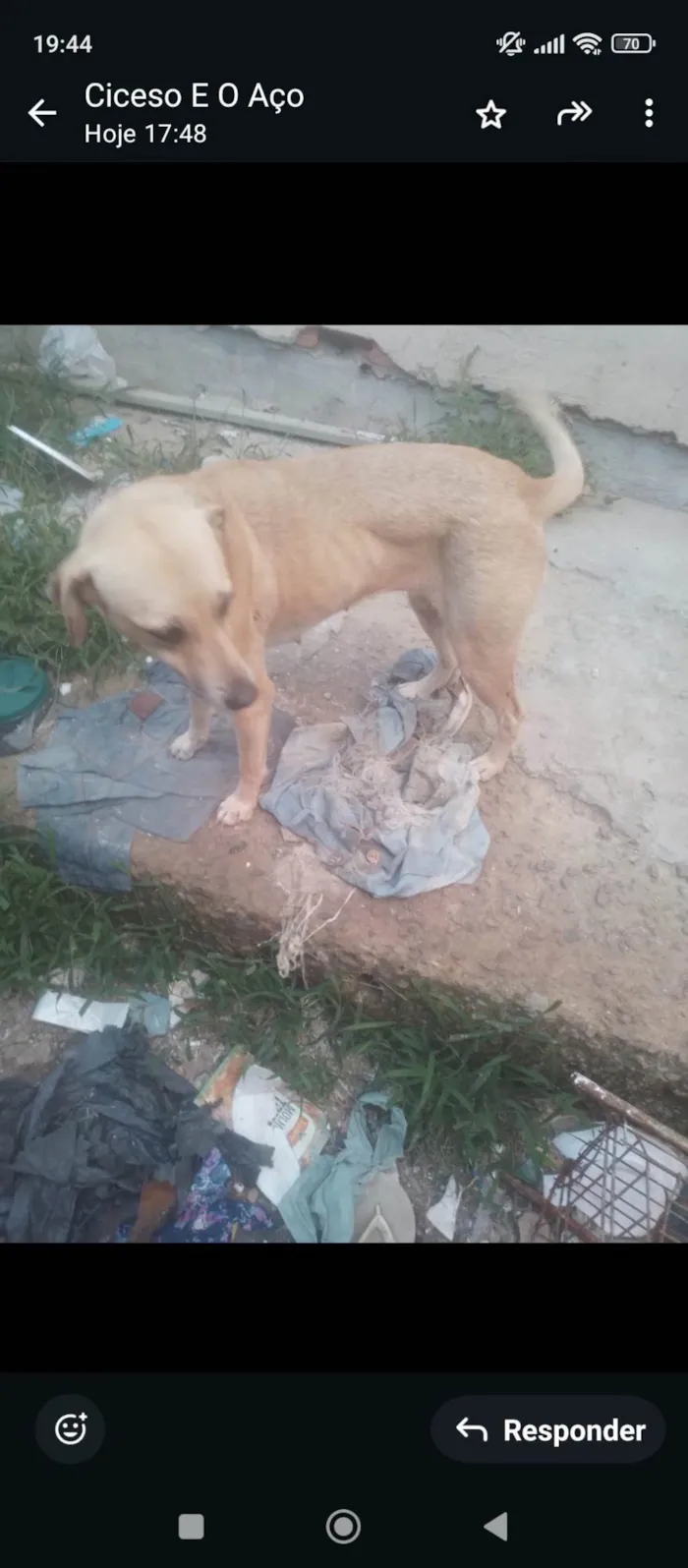 Cachorro ra a SRD-ViraLata idade 2 anos nome Princesa 