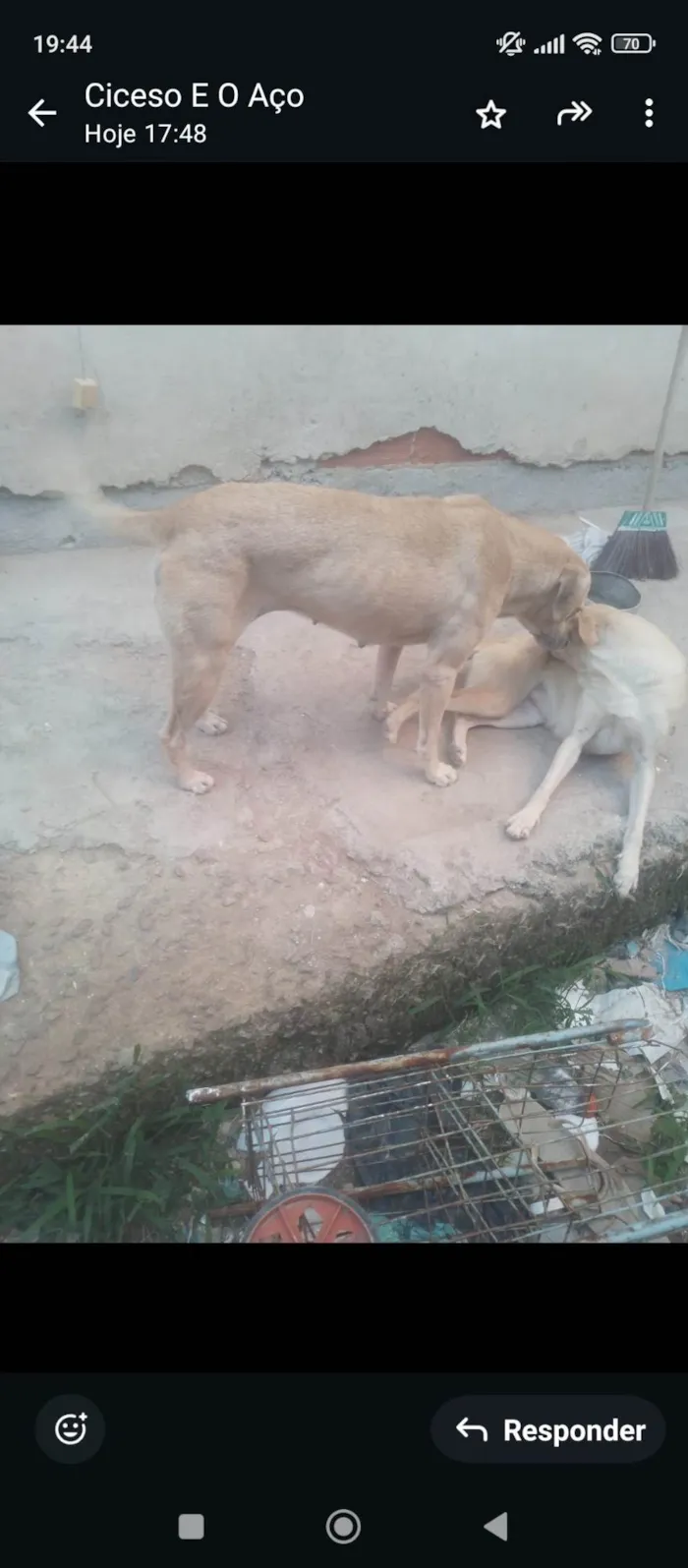 Cachorro ra a SRD-ViraLata idade 2 anos nome Princesa 