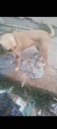 Princesa 