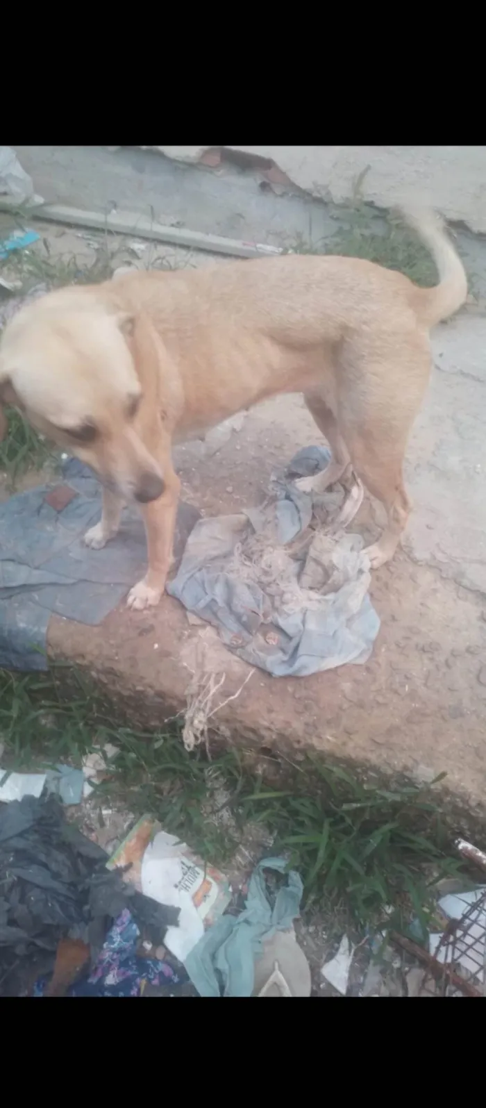 Cachorro ra a SRD-ViraLata idade 2 anos nome Princesa 