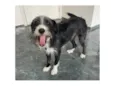 Zeca