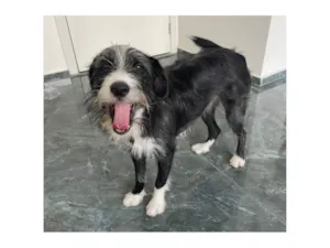Cachorro raça SRD-ViraLata idade 1 ano nome Zeca