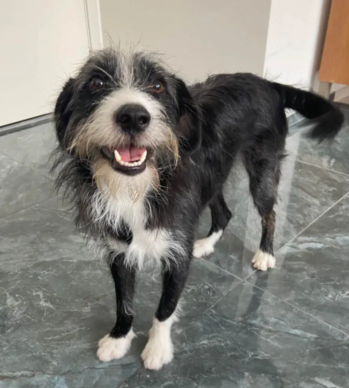 Cachorro ra a SRD-ViraLata idade 1 ano nome Zeca