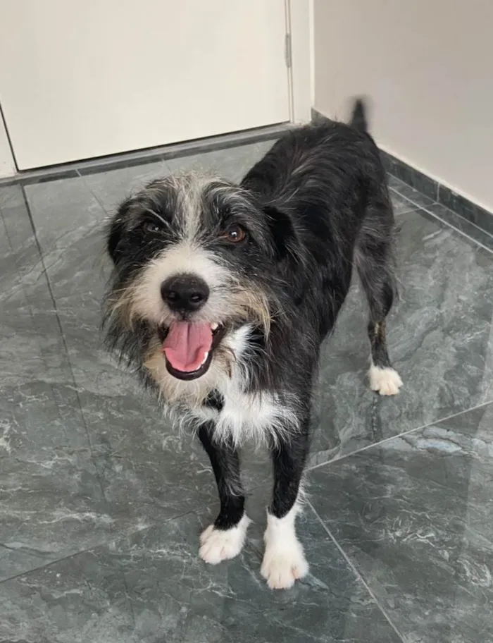 Cachorro ra a SRD-ViraLata idade 1 ano nome Zeca