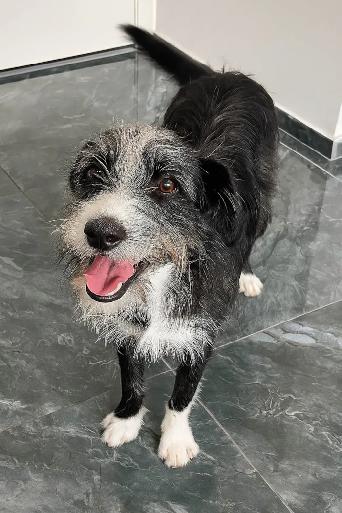 Cachorro ra a SRD-ViraLata idade 1 ano nome Zeca