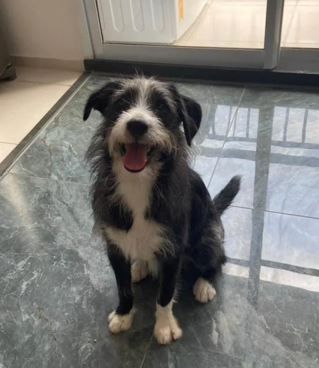 Cachorro ra a SRD-ViraLata idade 1 ano nome Zeca