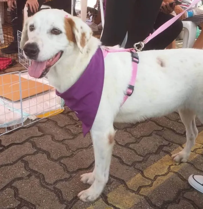 Cachorro ra a SRD-ViraLata idade 5 anos nome Branquinha 