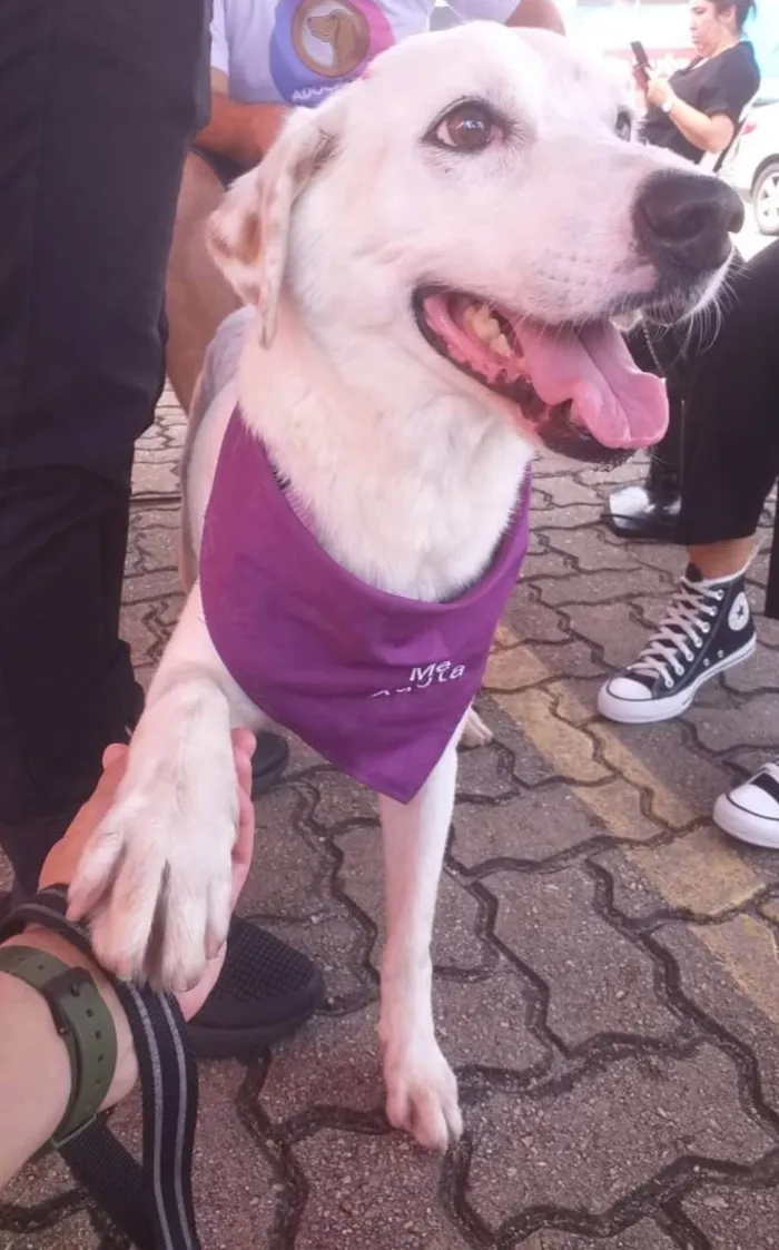 Cachorro ra a SRD-ViraLata idade 5 anos nome Branquinha 
