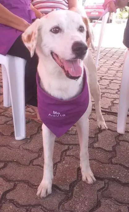 Cachorro ra a SRD-ViraLata idade 5 anos nome Branquinha 