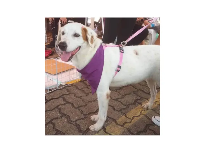 Cachorro ra a SRD-ViraLata idade 5 anos nome Branquinha 