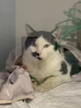 Bob