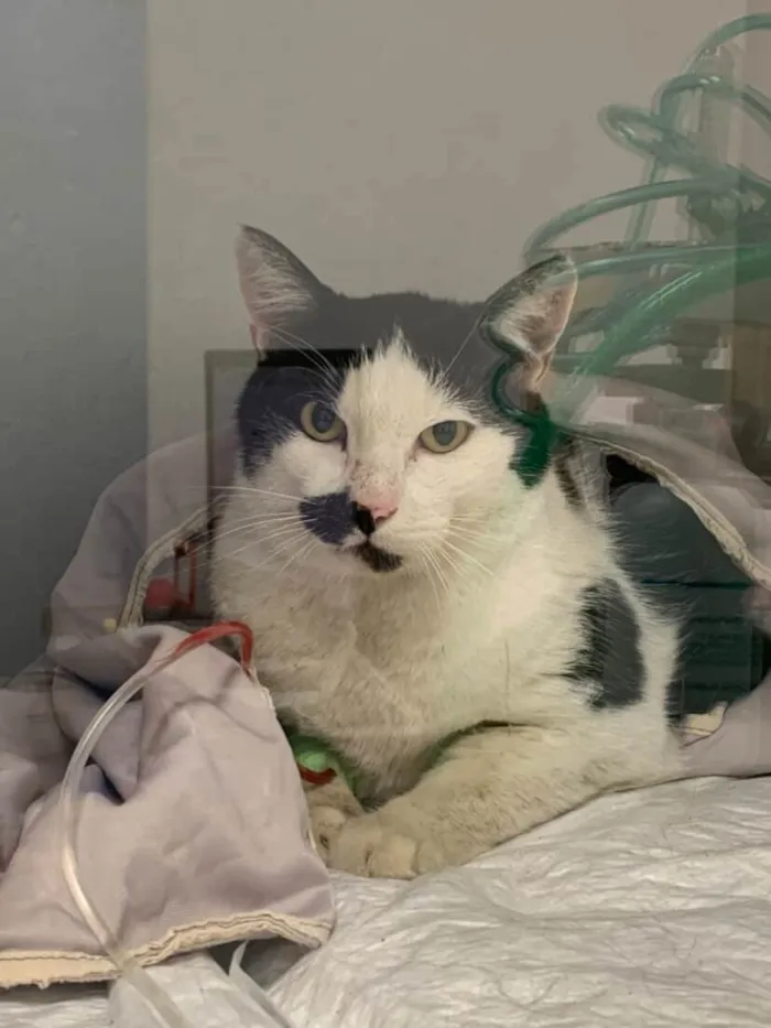 Gato ra a SRD-ViraLata idade 4 anos nome Bob