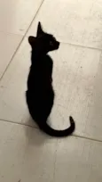 Frajolinha