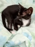 Frajolinha