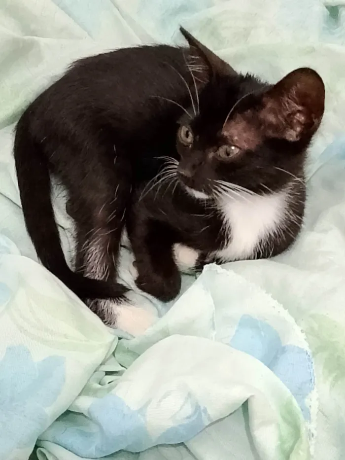 Gato ra a SRD-ViraLata idade Abaixo de 2 meses nome Frajolinha