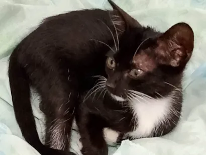 Gato raça SRD-ViraLata idade Abaixo de 2 meses nome Frajolinha