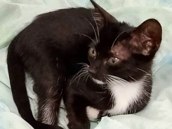 Gato ra a SRD-ViraLata idade Abaixo de 2 meses nome Frajolinha