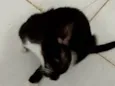 Frajolinha