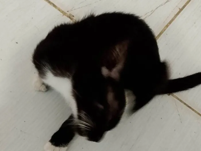 Gato ra a SRD-ViraLata idade Abaixo de 2 meses nome Frajolinha
