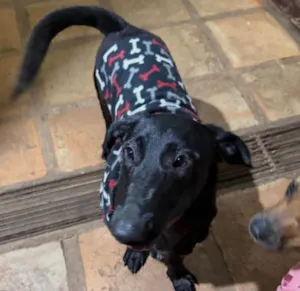 Cachorro raça SRD-ViraLata idade 1 ano nome Paçoca 