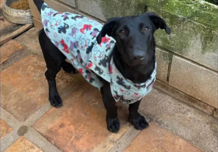 Cachorro ra a SRD-ViraLata idade 1 ano nome Paçoca 
