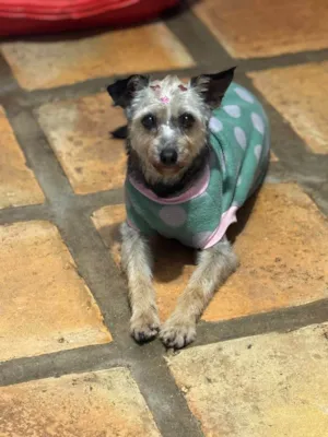 Cachorro raça SRD-ViraLata idade 4 anos nome Babi