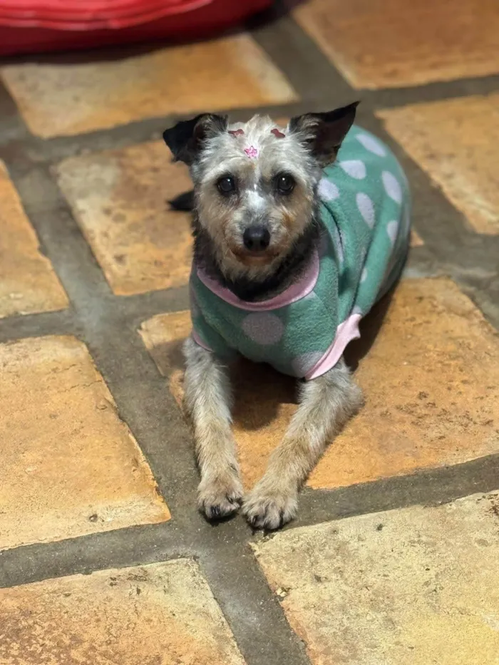 Cachorro ra a SRD-ViraLata idade 4 anos nome Babi