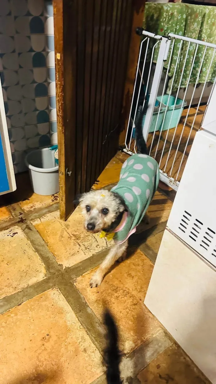 Cachorro ra a SRD-ViraLata idade 4 anos nome Babi
