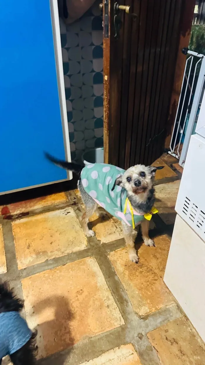 Cachorro ra a SRD-ViraLata idade 4 anos nome Babi