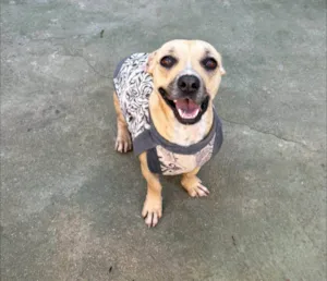 Cachorro raça SRD-ViraLata idade 2 anos nome Tina