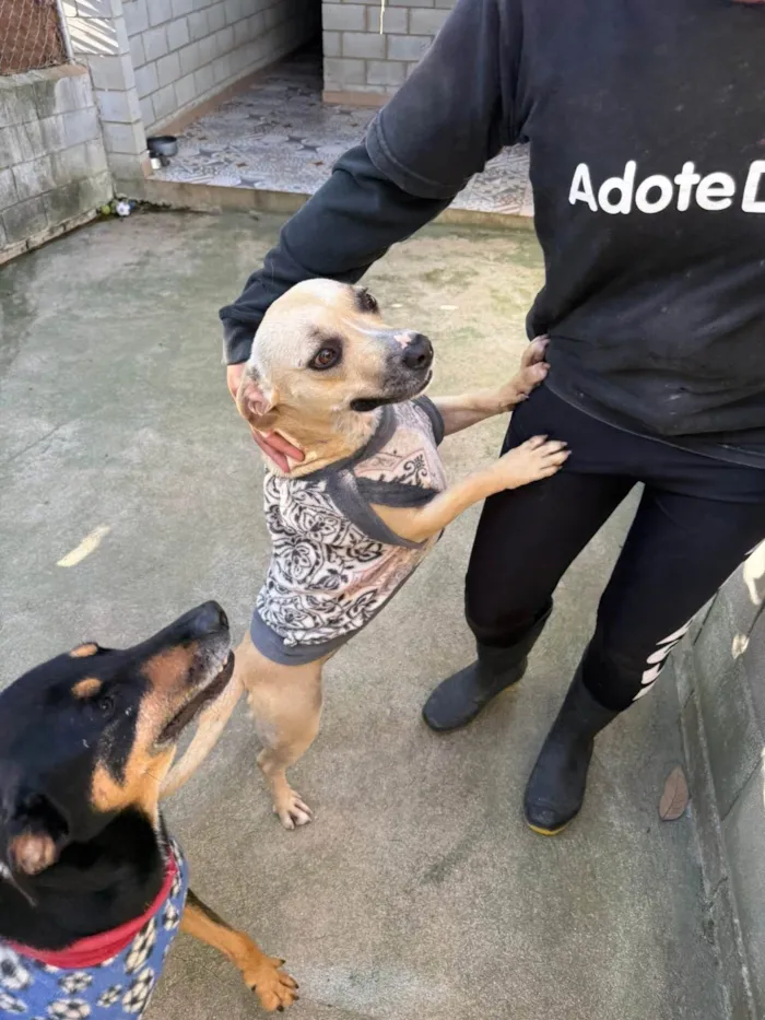 Cachorro ra a SRD-ViraLata idade 2 anos nome Tina