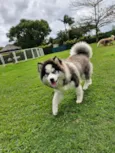 Oreo