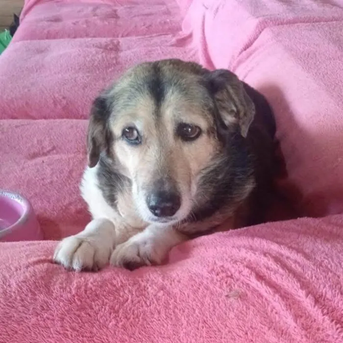 Cachorro ra a SRD-ViraLata idade 6 ou mais anos nome Inês 