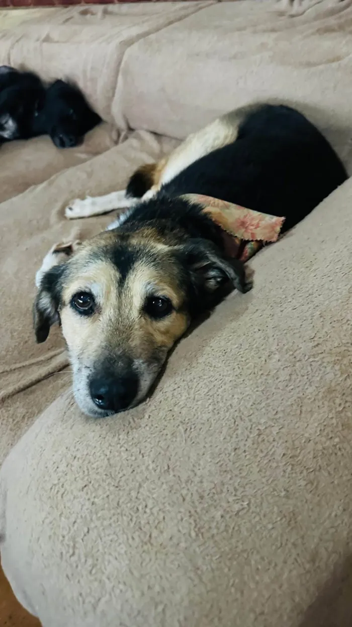 Cachorro ra a SRD-ViraLata idade 6 ou mais anos nome Inês 