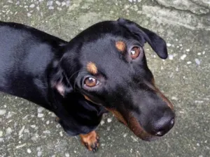 Cachorro raça SRD-ViraLata idade 7 a 11 meses nome iori