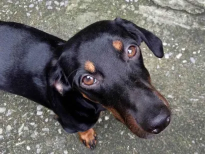 Cachorro raça SRD-ViraLata idade 7 a 11 meses nome iori