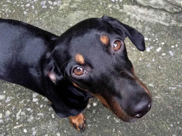 Cachorro ra a SRD-ViraLata idade 7 a 11 meses nome iori