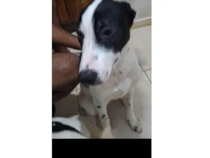 Cachorro raça SRD-ViraLata idade 2 a 6 meses nome Farofa e Cuscuz 