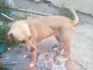 Cachorro raça SRD-ViraLata idade 2 anos nome Princesa 