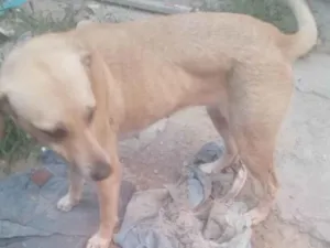 Cachorro raça SRD-ViraLata idade 2 anos nome Princesa 