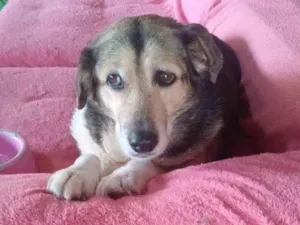 Cachorro raça SRD-ViraLata idade 6 ou mais anos nome Inês 