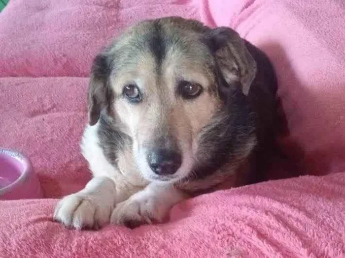 Cachorro ra a SRD-ViraLata idade 6 ou mais anos nome Inês 