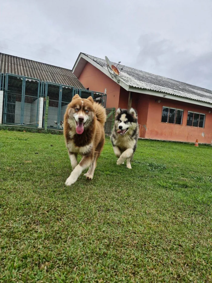 Cachorro ra a Husky Siberiano idade 1 ano nome Mocha