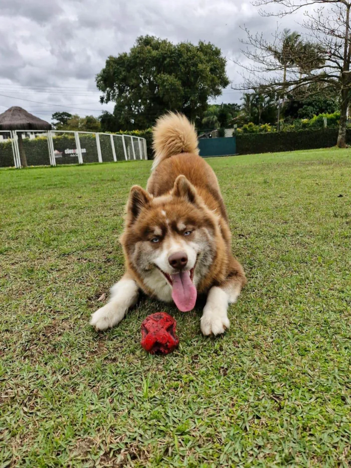 Cachorro ra a Husky Siberiano idade 1 ano nome Mocha