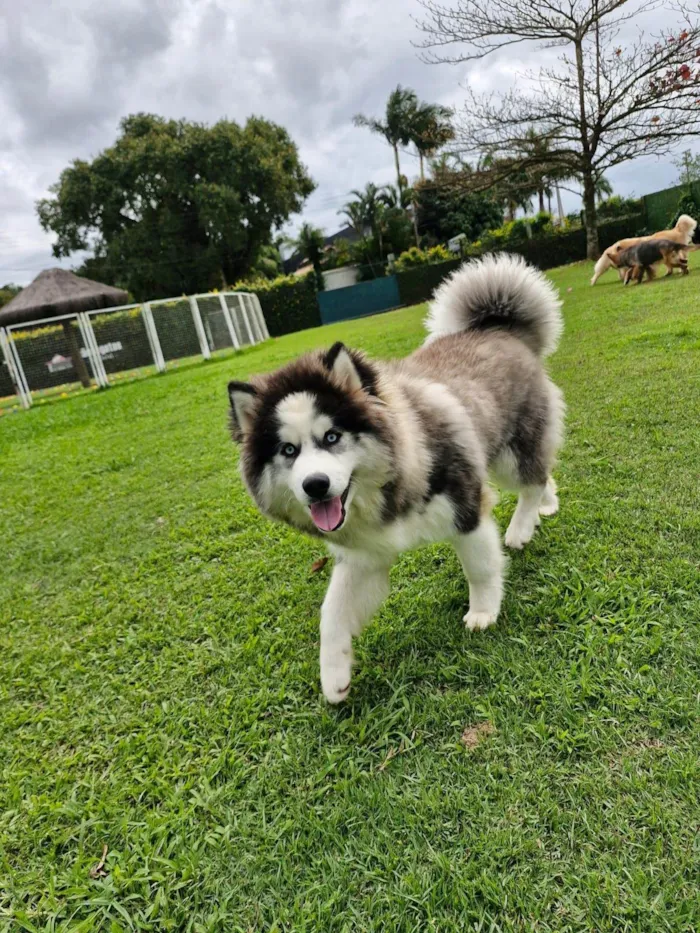 Cachorro ra a Husky Siberiano idade 1 ano nome Mocha