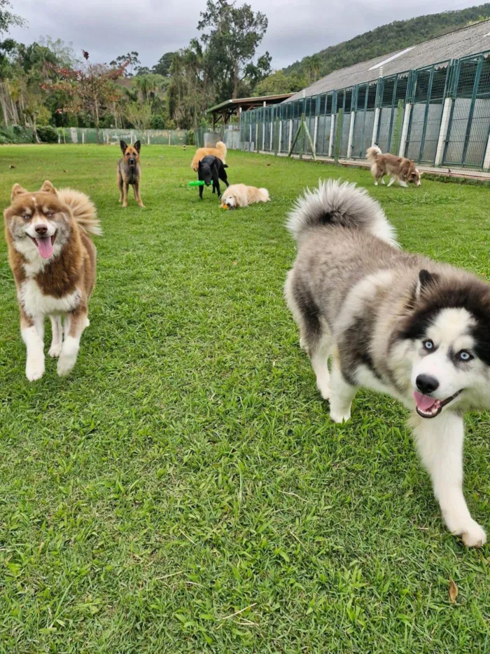 Cachorro ra a Husky Siberiano idade 1 ano nome Mocha