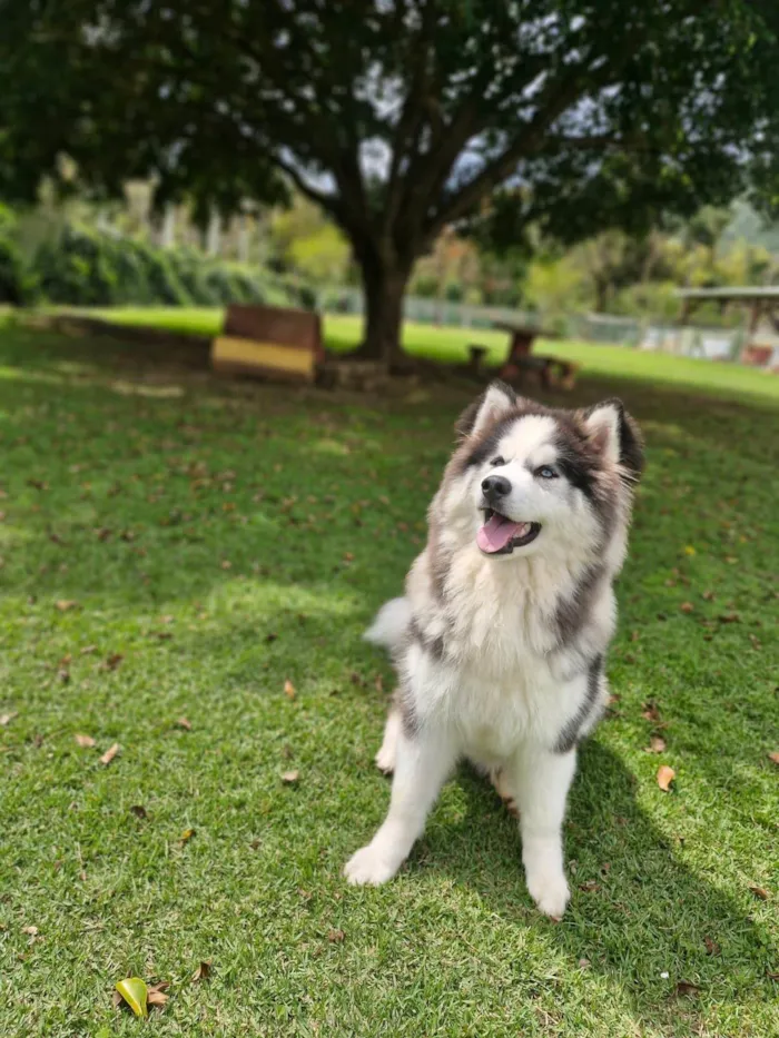 Cachorro ra a Husky Siberiano idade 1 ano nome Mocha