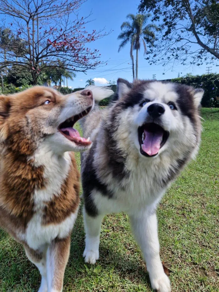 Cachorro ra a Husky Siberiano idade 1 ano nome Mocha